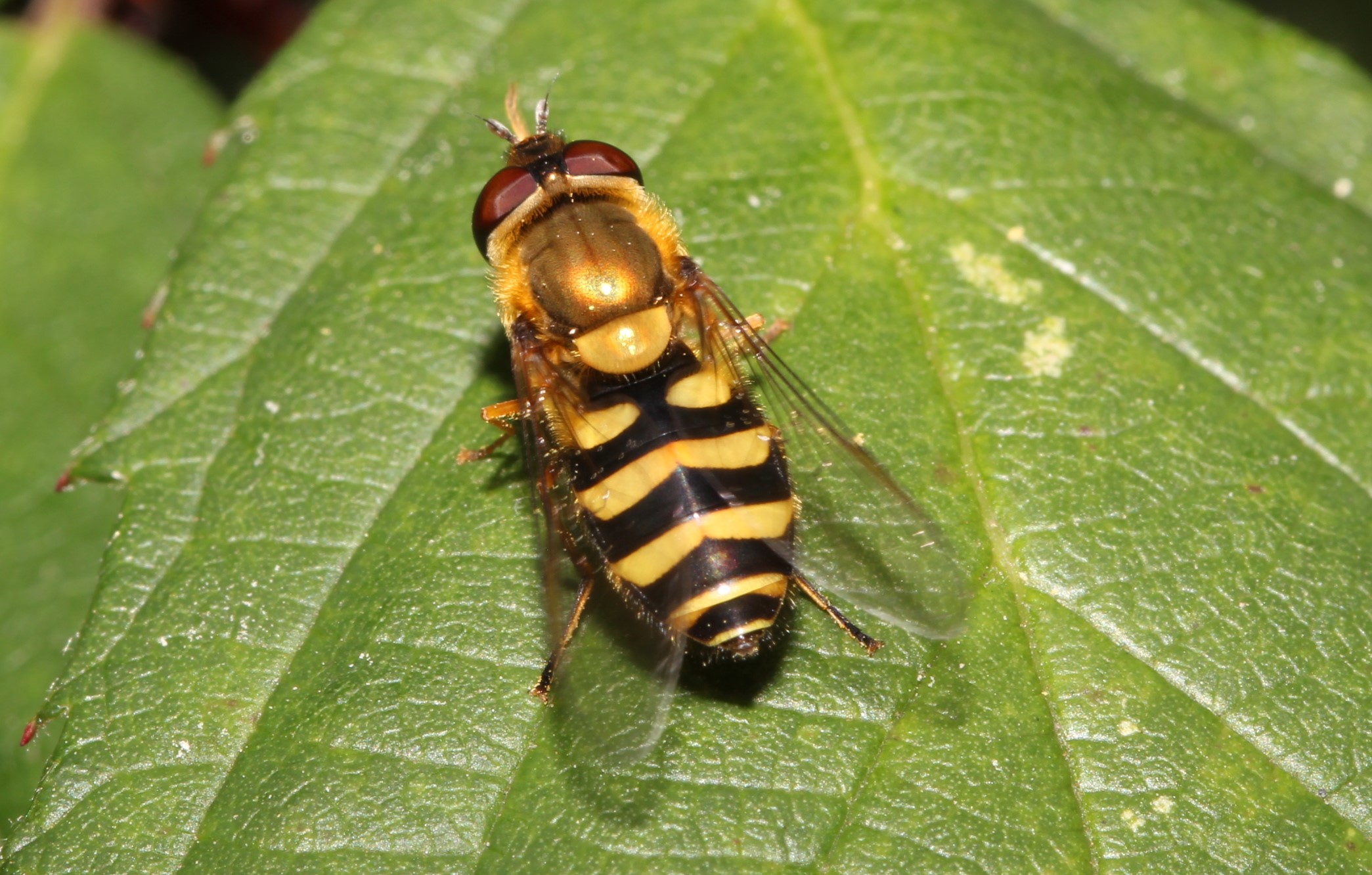 Syrphus spec., Schwebfliege